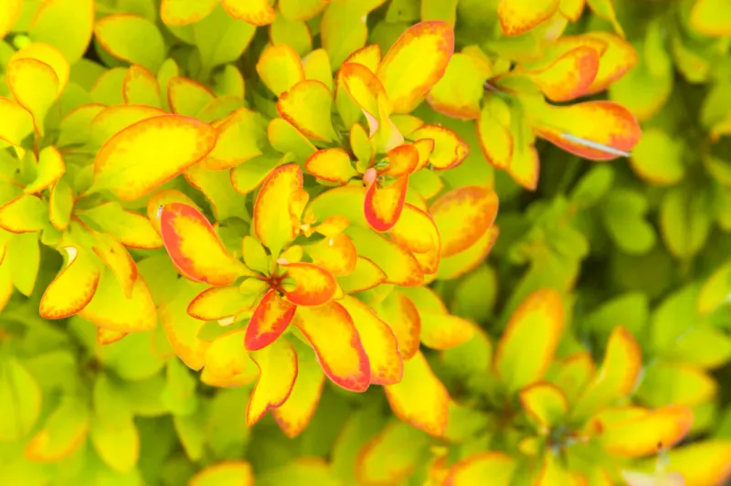 Berberys First Edition® 'Limoncello' Berberis thunbergii
