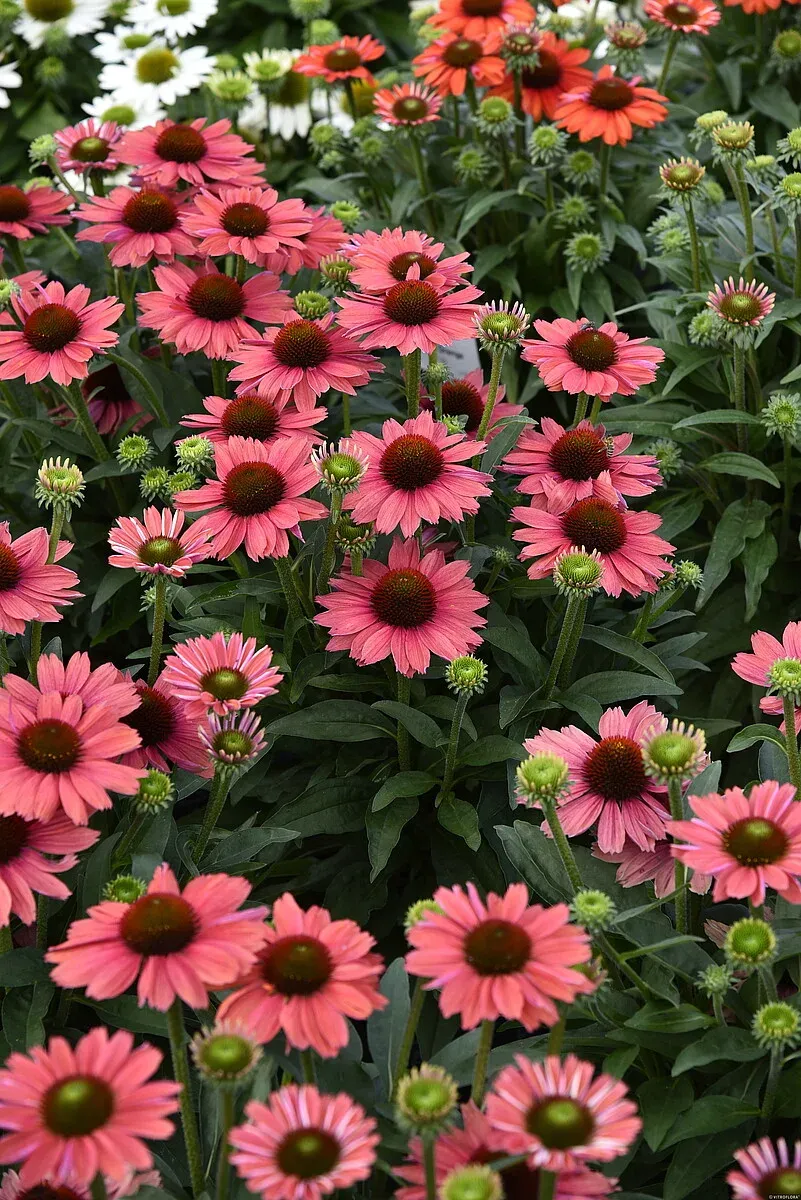 Jeżówka 'SunMagic Vintage Watermelon' Echinacea hybrida