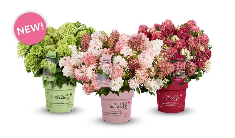 Hortensja bukietowa 'Groundbreaker®' zestaw 3 kolorów Hydrangea paniculata