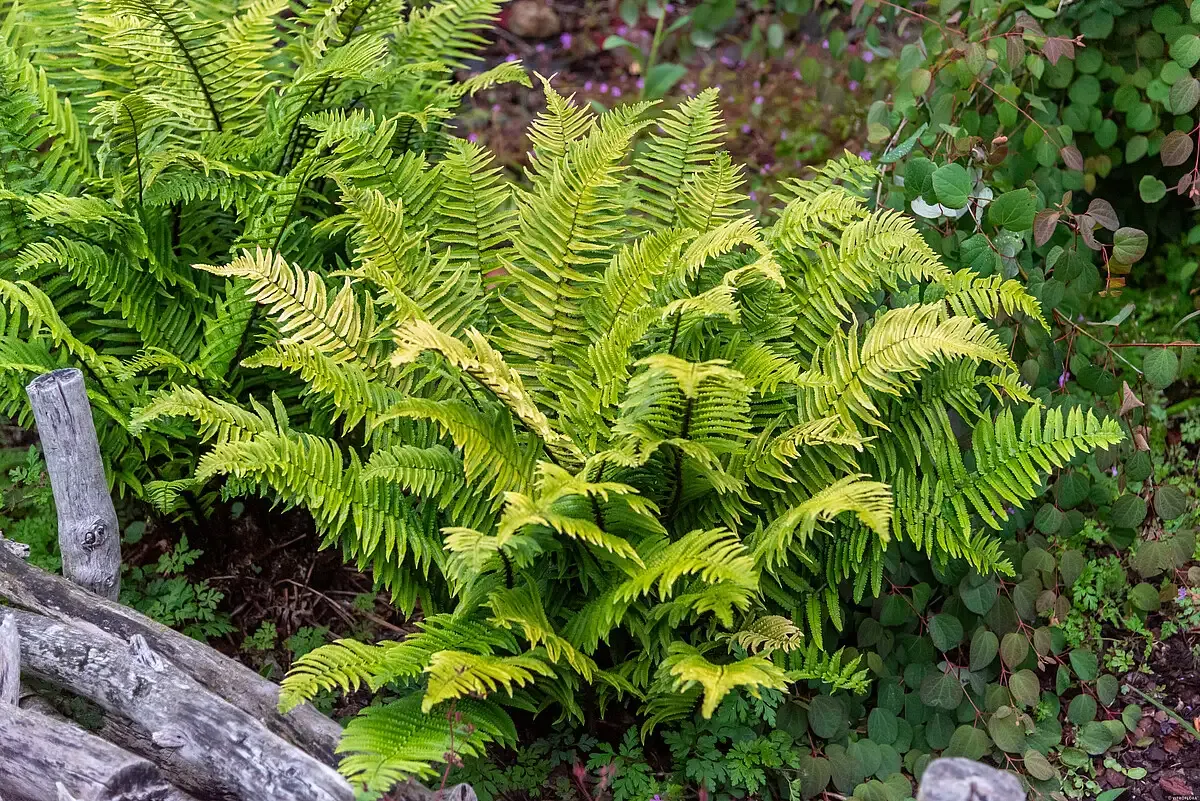 Paprotka Narecznica Dryopteris atrata