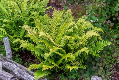 Paprotka Narecznica Dryopteris atrata