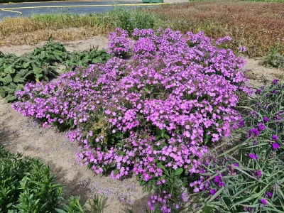 Floks wiechowaty 'JS® Queen Paola' Phlox paniculata