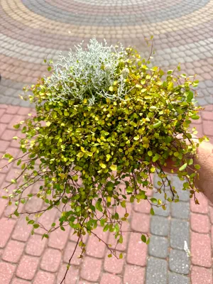 Kompozycja jesienna Muhlenbeckia &amp; Calocephalus