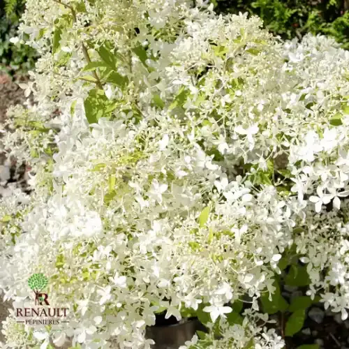 Hortensja bukietowa 'Dantelle de Gorron' Hydrangea paniculata