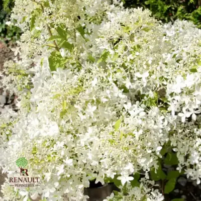 Hortensja bukietowa 'Dantelle de Gorron' Hydrangea paniculata