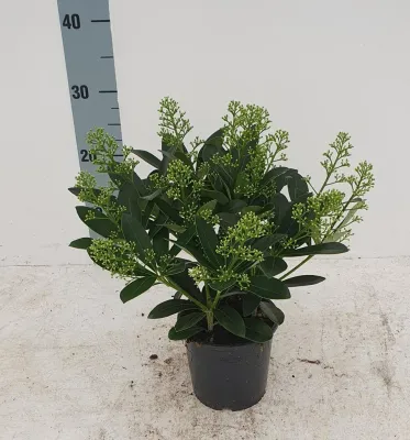 Skimia japońska 'Finchy' Skimmia