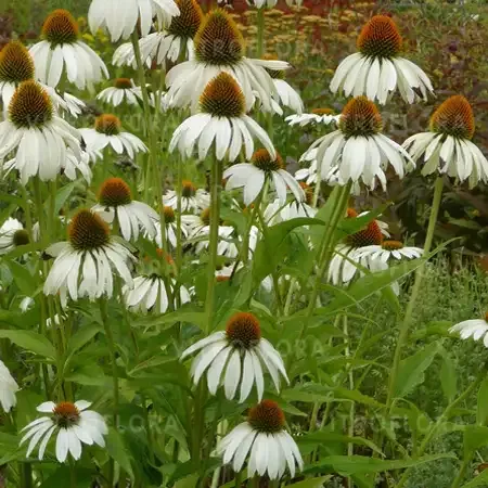 Jeżówka 'Alba' Echinacea purpurea