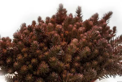 Rozchodnik 'Chocolate Ball' Sedum hakonense