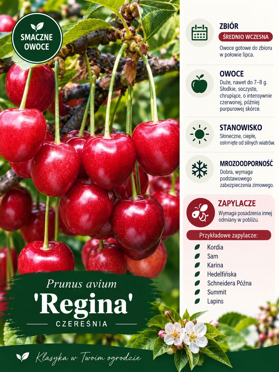 Czereśnia 'Regina' Prunus avium