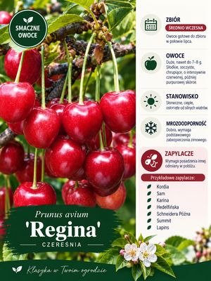 Czereśnia 'Regina' Prunus avium