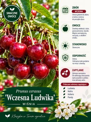Wiśnia szklanka 'Wczesna Ludwika' Prunus cerasus