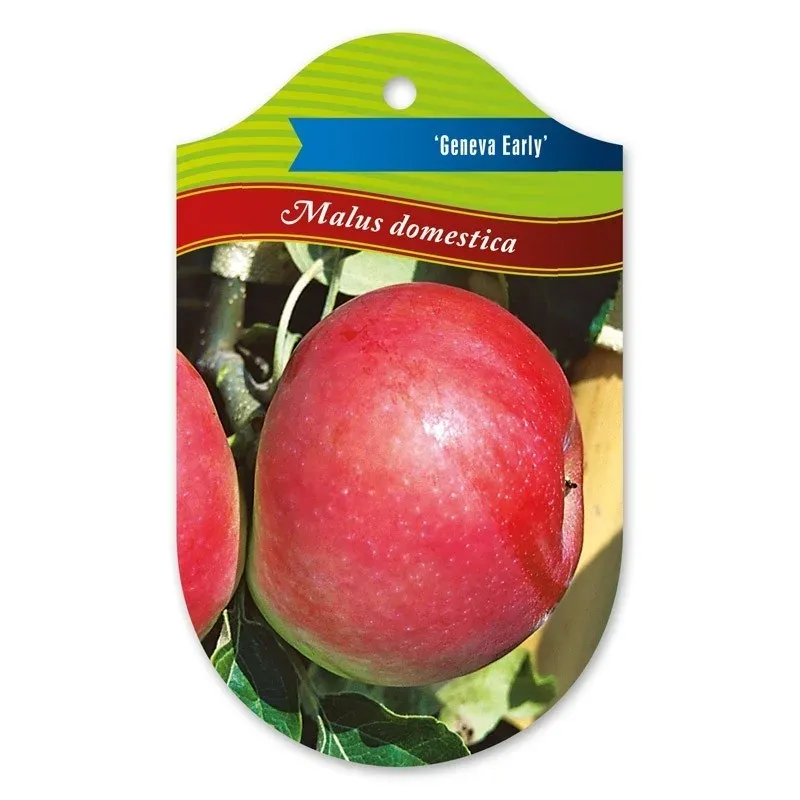 Jabłoń 'Genewa Early' Malus domestica