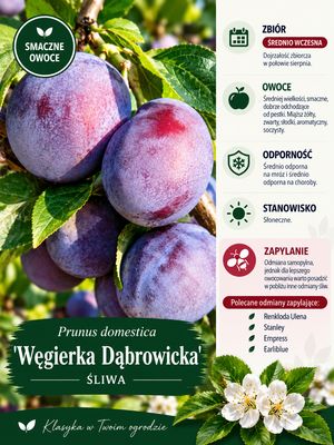 Śliwa śliwka 'Węgierka Dąbrowicka' Prunus domestica