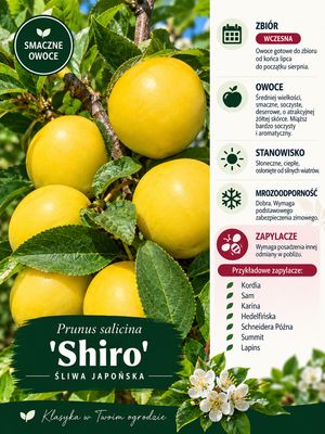 Śliwa śliwka japońska 'Shiro' Prunus salicina