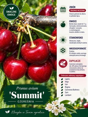Czereśnia 'Summit' Prunus avium
