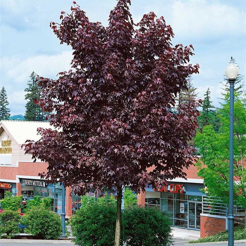 Klon pospolity na pniu 'Royal Red' Acer platanoides