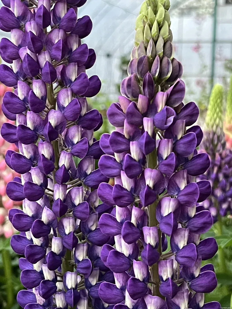 Łubin 'Purple/White' Lupinus
