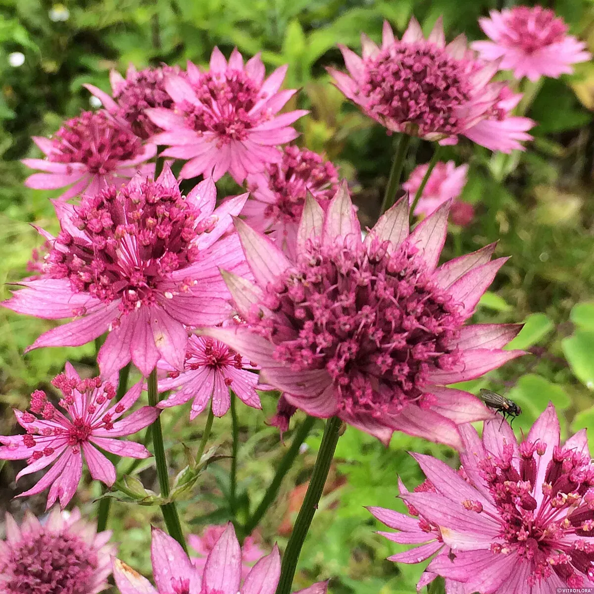 Jarzmianka 'Roma'® Astrantia major