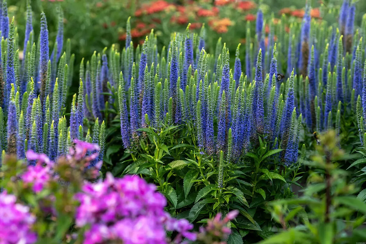 Przetacznik 'Ulster Blue Dwarf' Veronica spicata