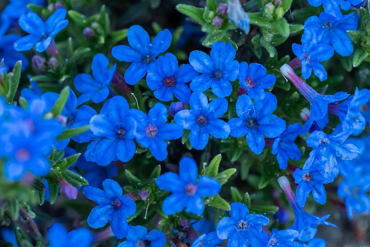 Litodora ’Heavenly Blue’ Lithodora diffusa