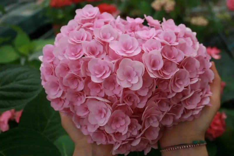 Hortensja kwitnąca co roku ogrodowa 'Double Pink Love' Hydrangea macrophylla