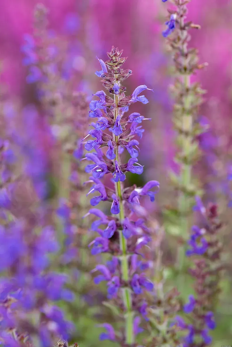 Szałwia omszona 'Rügen' Salvia nemorosa