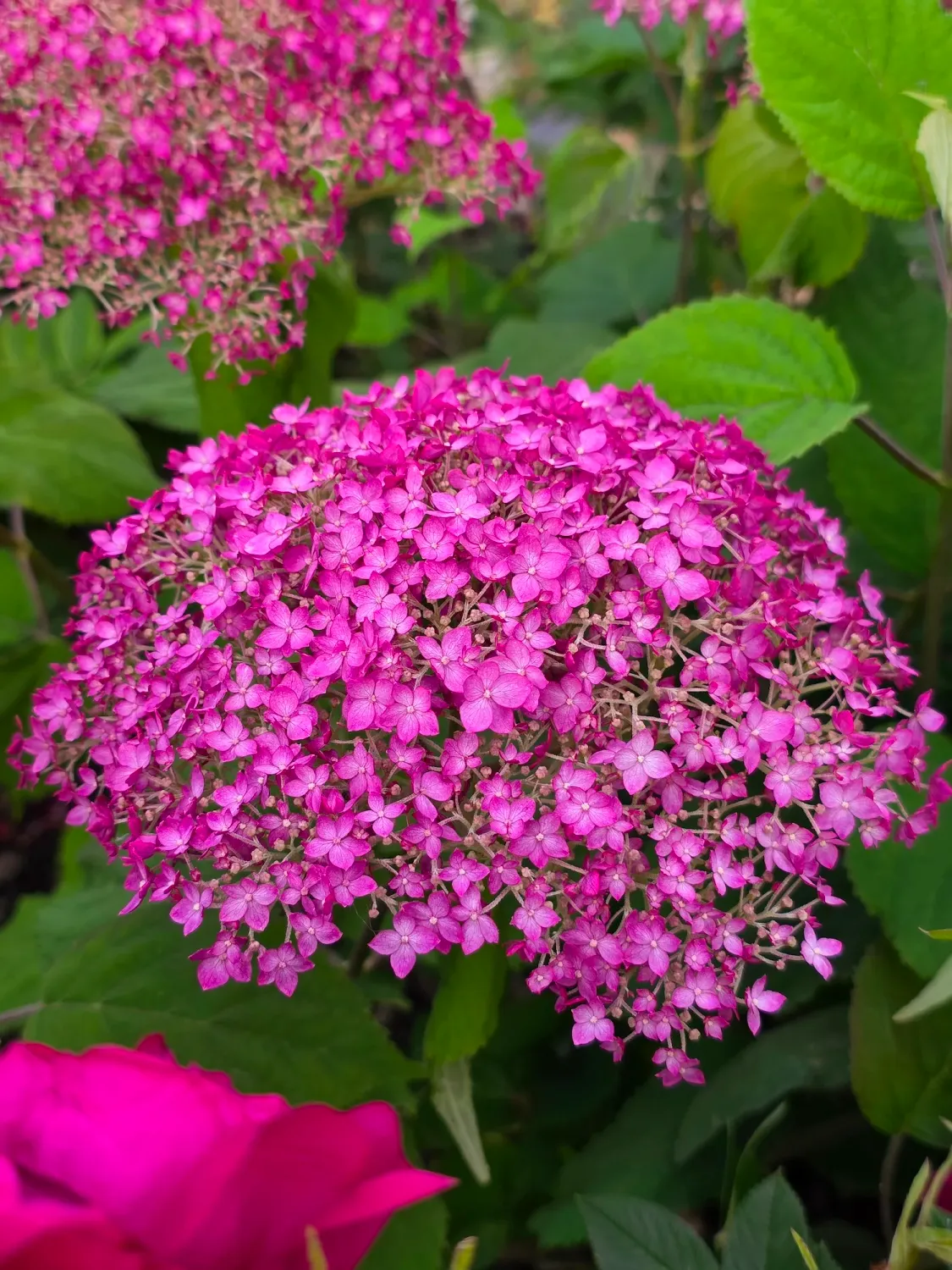 Hortensja drzewiasta Candybelle® 'Winegum' Hydrangea arborescens