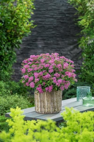 Tawuła japońska 'Rick Star' Spiraea japonica