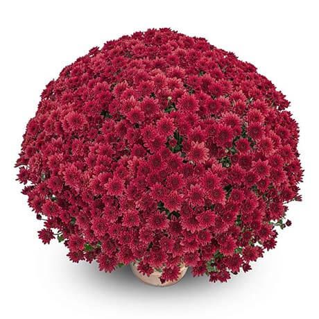Chryzantema 'Diva Rouge' Chrysanthemum
