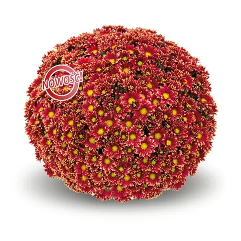 Chryzantema 'Salto Rouge' Chrysanthemum
