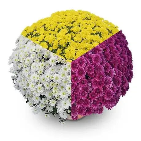Chryzantema 'Diva 3 kolorowa Biały- Fiolet- Żółty ' Chrysanthemum Zestaw 16