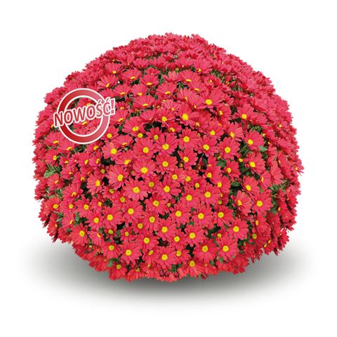 Chryzantema 'Millau Rouge' Chrysanthemum