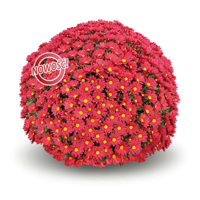 Chryzantema 'Millau Red' Chrysanthemum