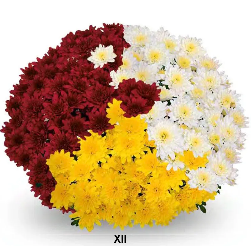 Chryzantema '3 kolorowa Milkshake Coconut , Banana, Strawberry' Chrysanthemum Zestaw 12