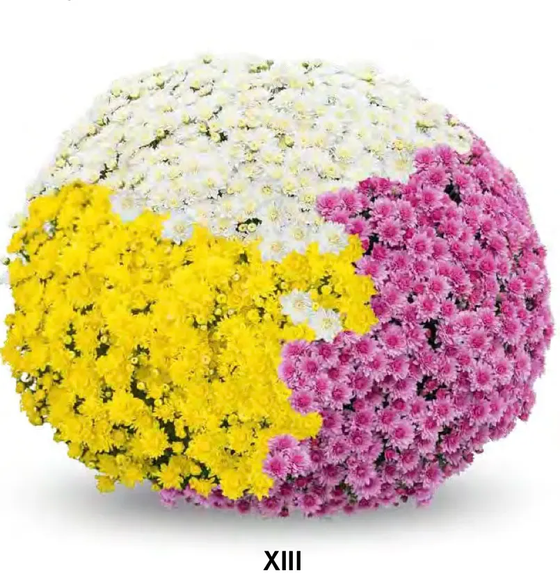 Chryzantema '3 kolorowa Paris Ivory, Yellow, Pink' Chrysanthemum Zestaw 13