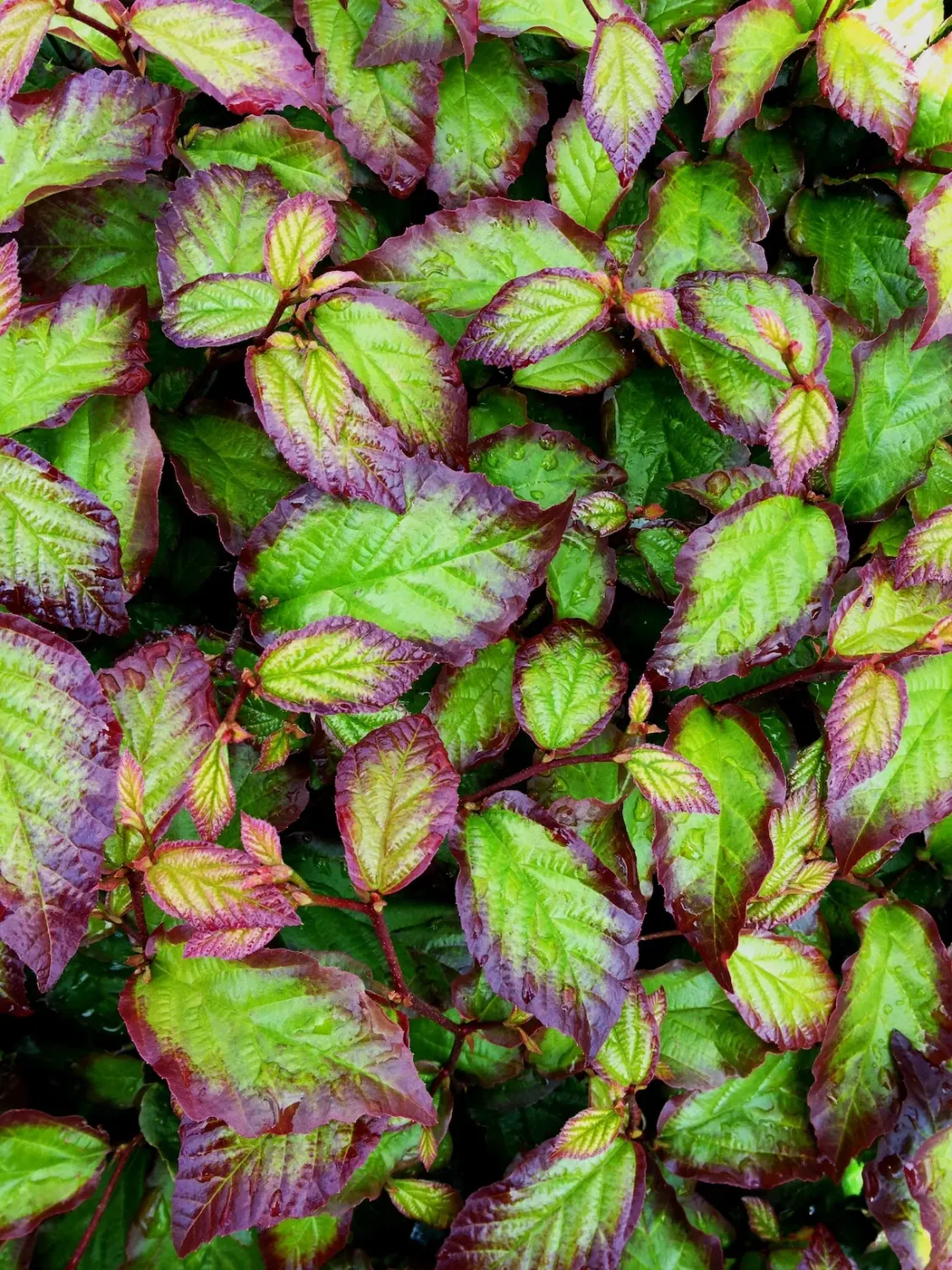 Parocja perska 'Persian Spire’ Parrotia persica