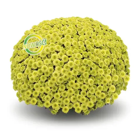 Chryzantema 'Linky Vert' Chrysanthemum