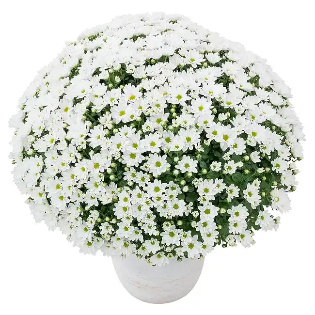 Chryzantema 'Lumia Blanc' Chrysanthemum