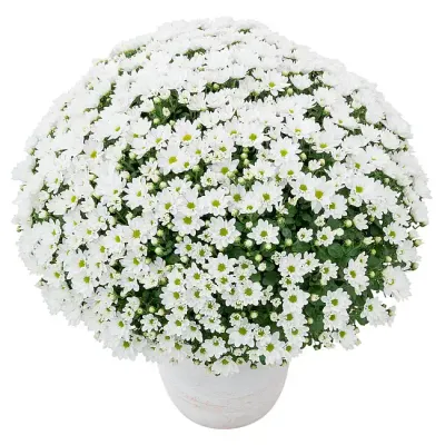 Chryzantema 'Lumia Blanc' Chrysanthemum