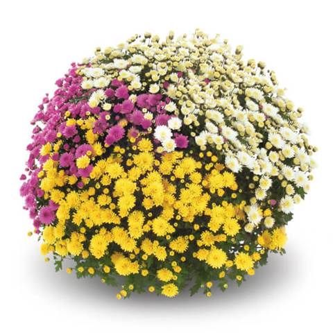 Chryzantema '3 kolorowa Jasoda' biało-żółto-fioletowa Chrysanthemum Zestaw 1