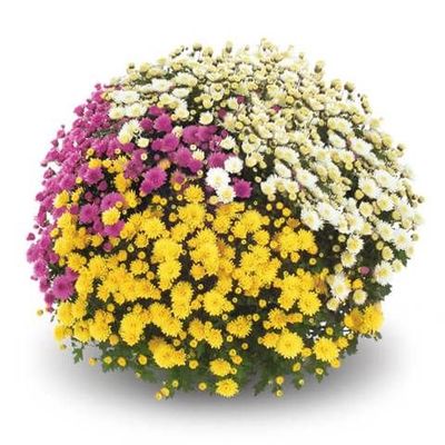 Chryzantema '3 kolorowa Jasoda' biało-żółto-fioletowa Chrysanthemum Zestaw 1