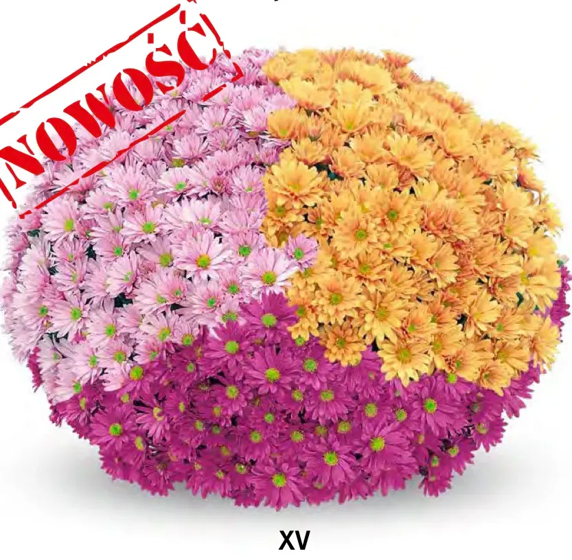 Chryzantema '3 kolorowa Frejus Pink, Purple, Orange' Chrysanthemum Zestaw 15