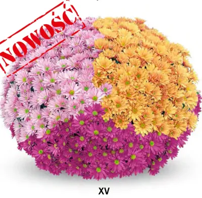 Chryzantema '3 kolorowa Frejus Pink, Purple, Orange' Chrysanthemum Zestaw 15