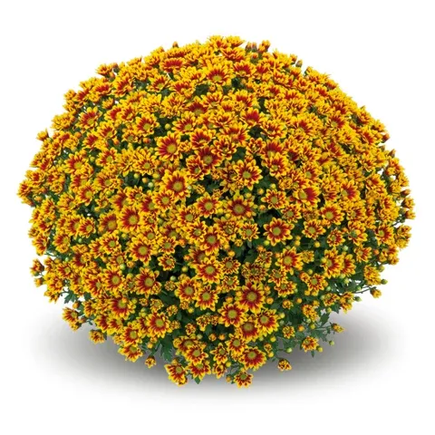 Chryzantema 'Red Gold' Chrysanthemum