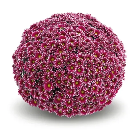 Chryzantema 'Salto Violet' Chrysanthemum
