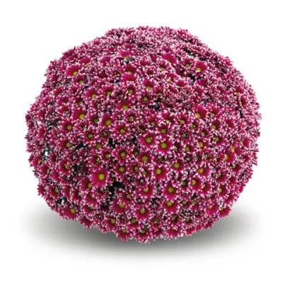 Chryzantema 'Salto Violet' Chrysanthemum