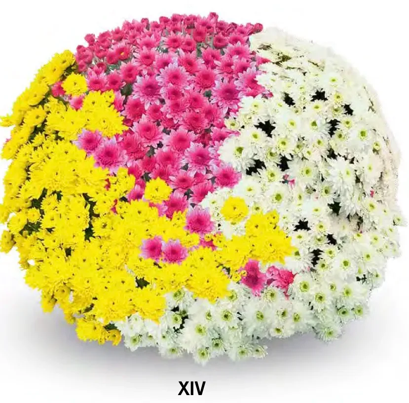 Chryzantema '3 kolorowa Blanchett Pink, White, Yellow' Chrysanthemum Zestaw 14