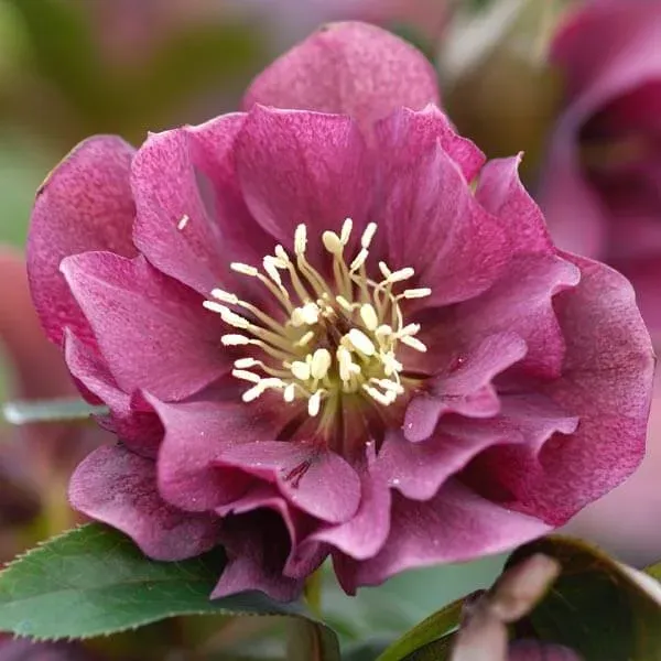 Ciemiernik 'Double Ellen Red' Helleborus orientalis