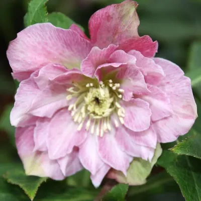 Ciemiernik 'Double Ellen Pink' Helleborus orientalis