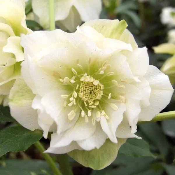 Ciemiernik 'Double Ellen White' Helleborus orientalis